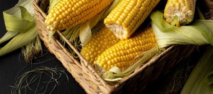 Embracing Agroforestry: The Future of Sustainable Farming