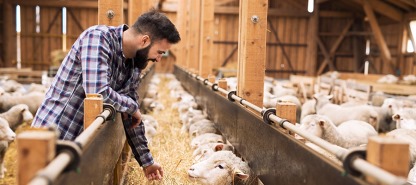 The Future of Farming: Sustainable Rice Cultivation for a Growing World